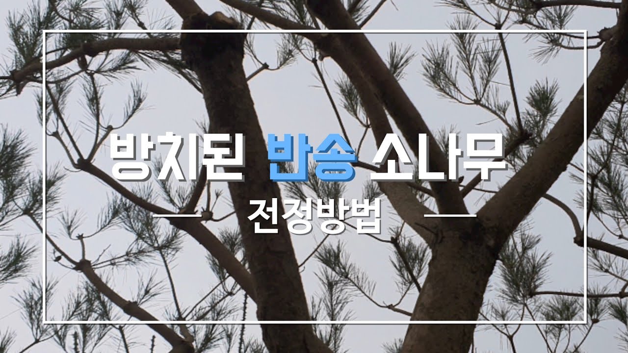 방치된 소나무 반송 전정법 #20사계전정학교
