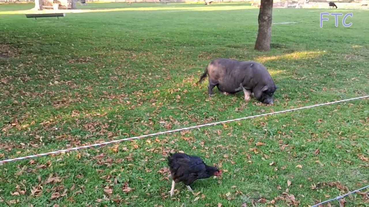 Pigs in Petit Trianon