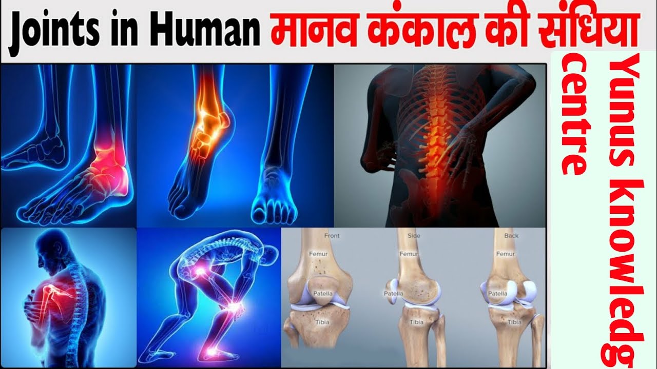 मानव शरीर कि संधि । joints in human skeleton | asthi sandhi | #vedio #humanbody #joints #bones