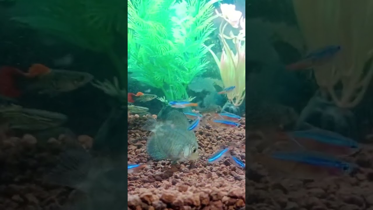 [PART 7] Aquarium Ikan Discus Ikan Neon Ikan Guppy dan Ikan Corydoras