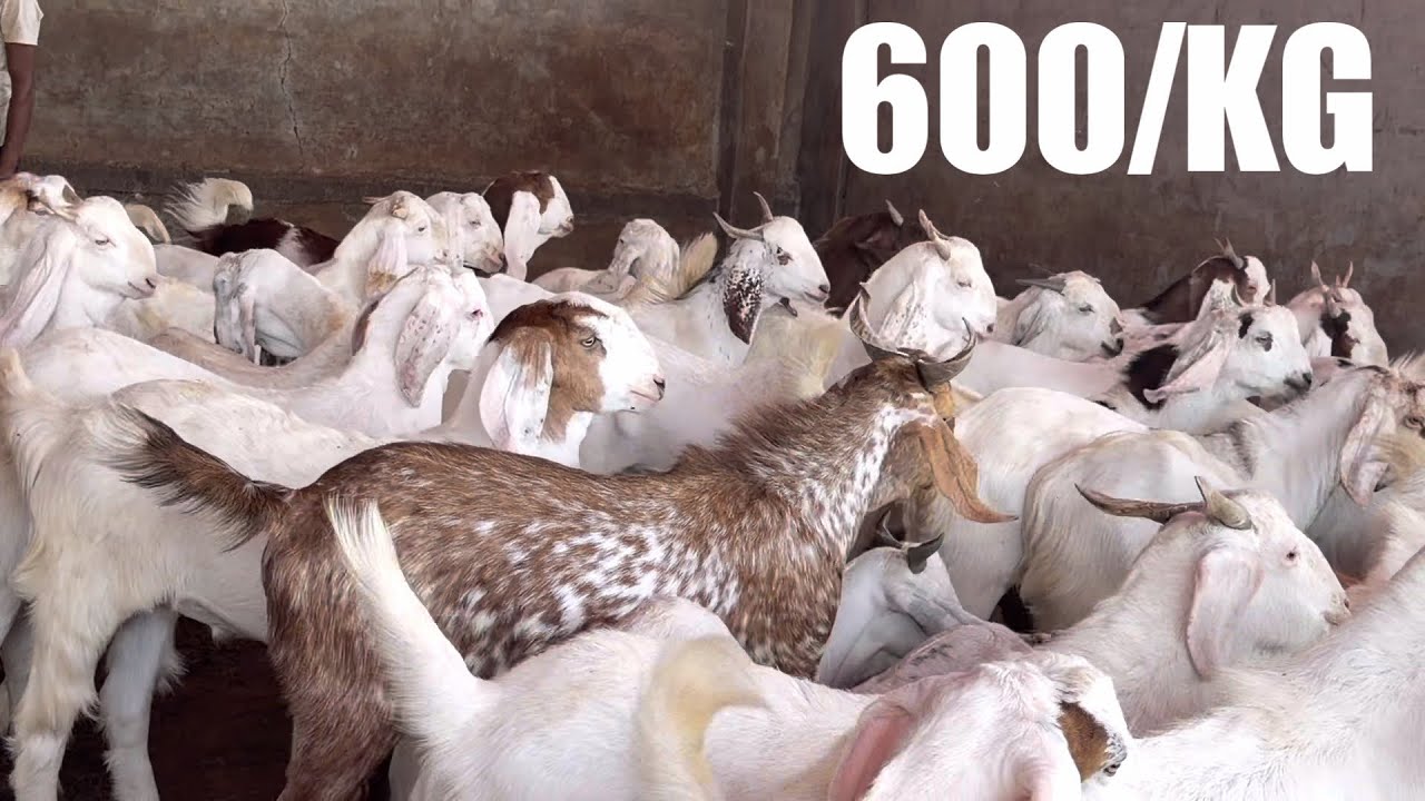 600/KG Khassi Goats - Adanth & 2 Teeth at Adnan Goat Farm, Replacement on Mortality 