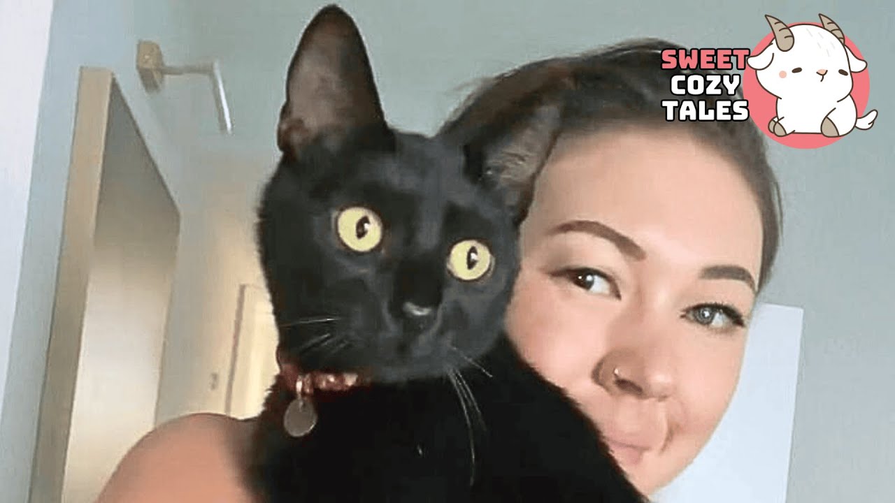 Most People Adopt a Cat… I Built Mine an Apartment Out of Love