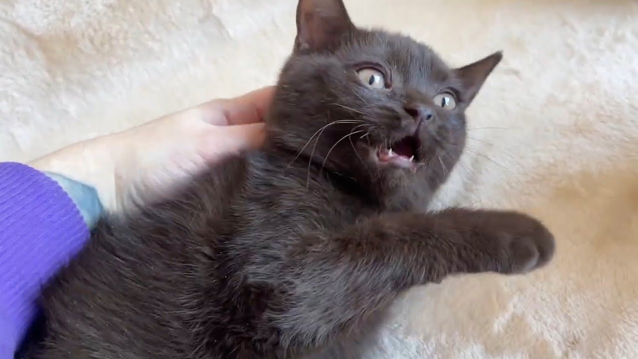 Когда игра становится серьёзной 😼 Котята против кошки Анис | Часть 2