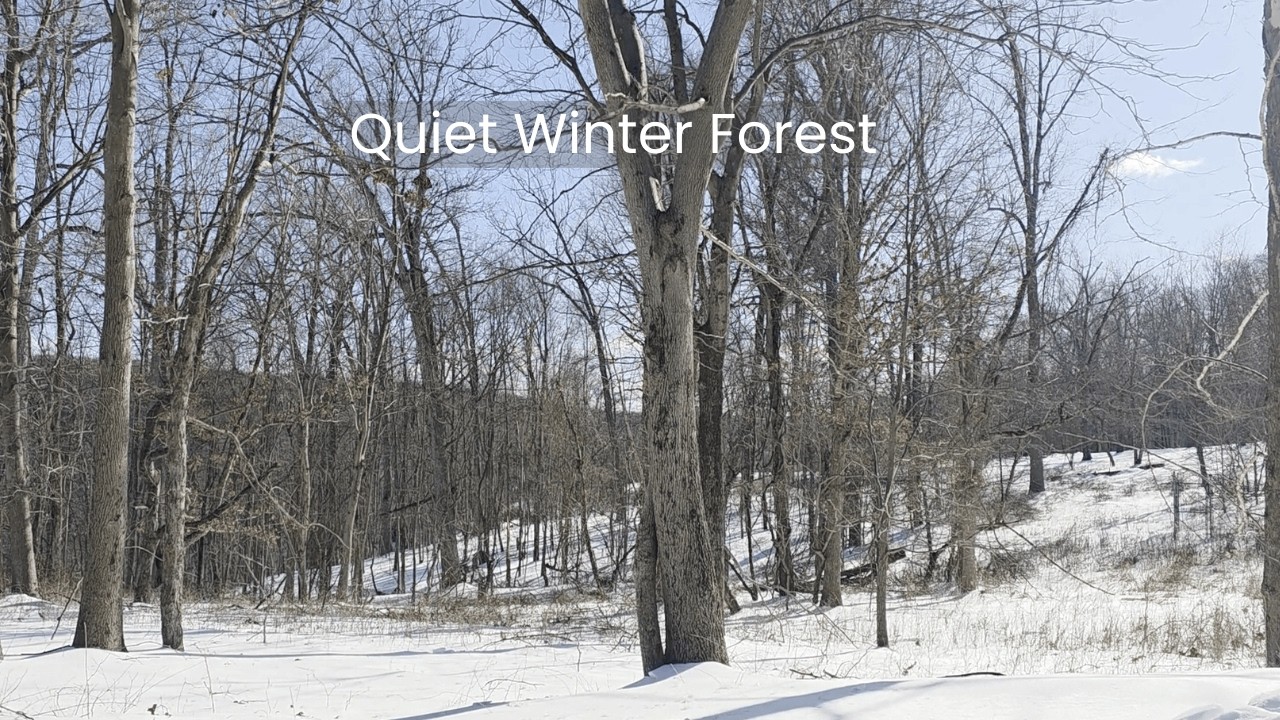 Snow Covered Forest Floor with Winter Birds and Gentle Wind