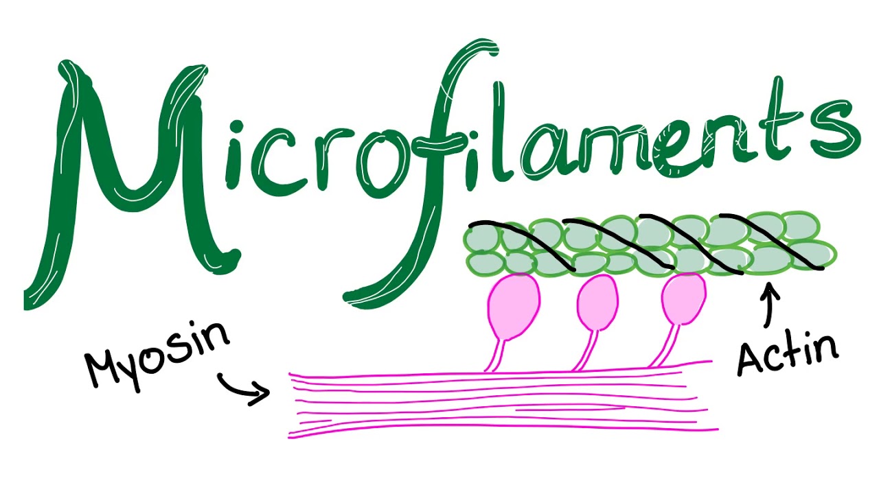 Microfilaments