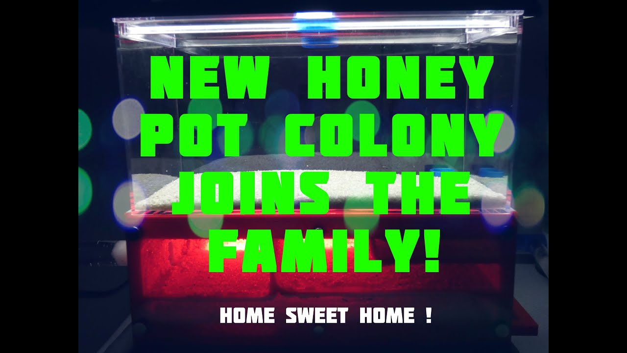 Honey Pot Ants Join MY-ANTICS Family In Never Before Seen NEST!