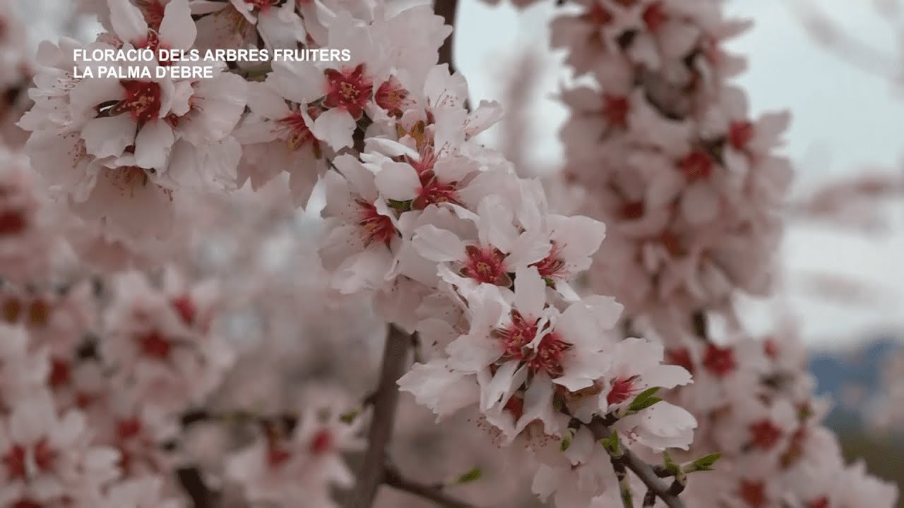 Floració dels Arbres Fruiters a La Palma d'Ebre