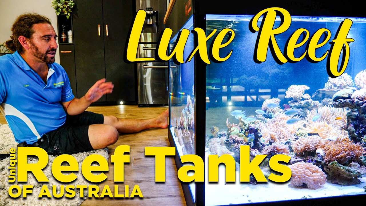 Unique Reef tanks of Australia: Luxe Reef