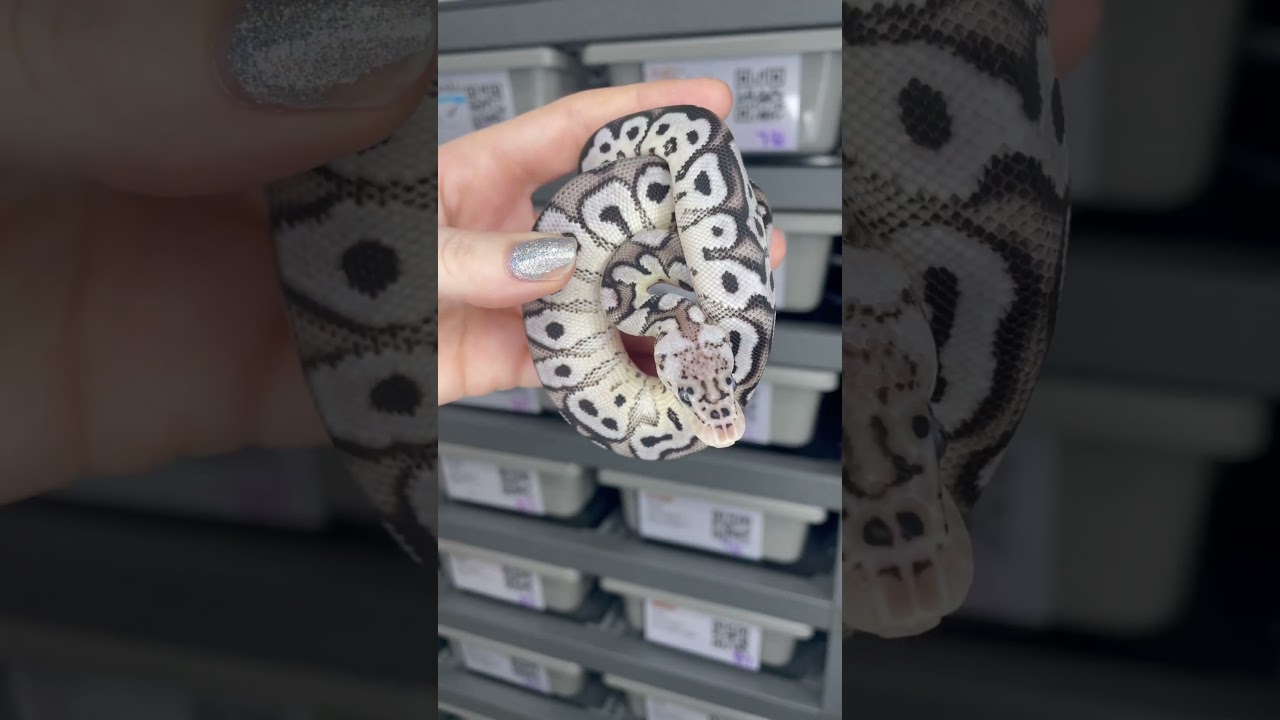 Who needs him in their collection!? Pastel VPI Axanthic Clown 