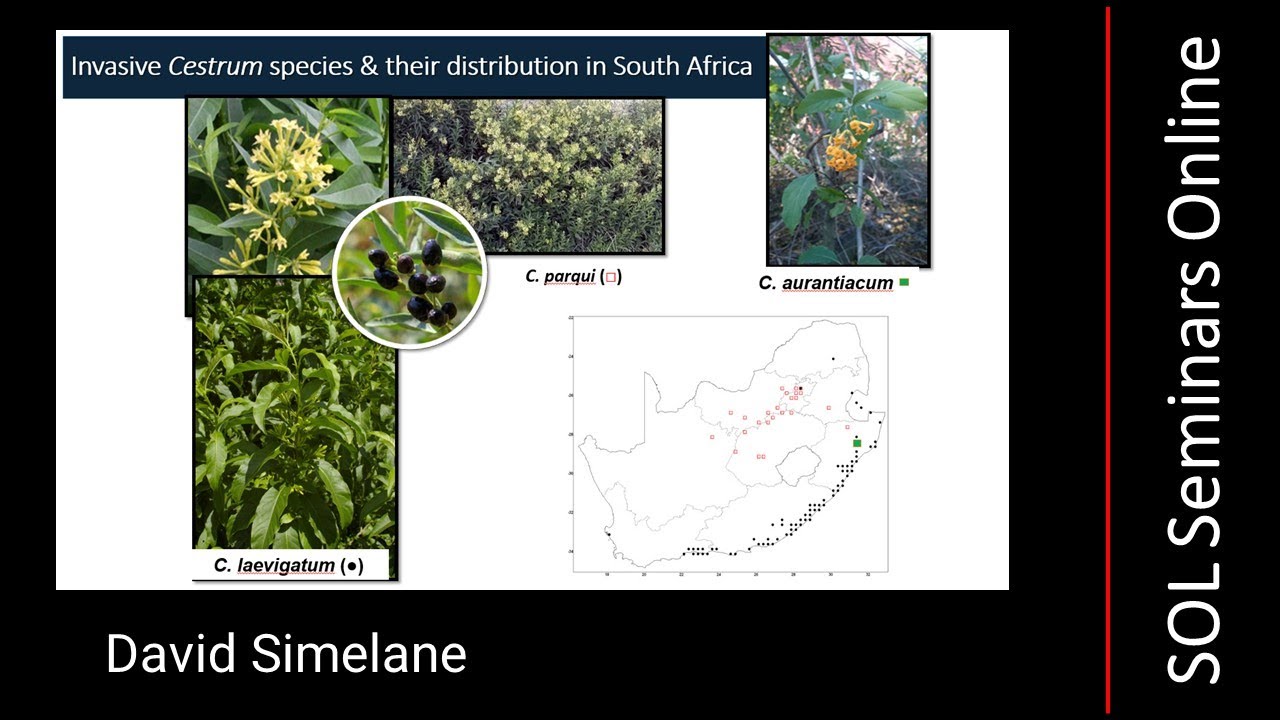 David Simelane - Biological control of invasive Cestrum spp. (Solanaceae) in South Africa