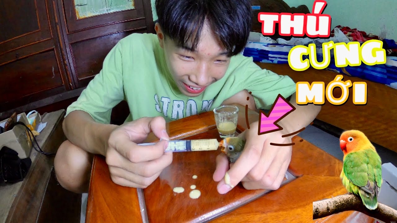 Đón nhận thú cưng mới - Vẹt lovebird siêu dễ thương ( vẹt mẫu đơn )