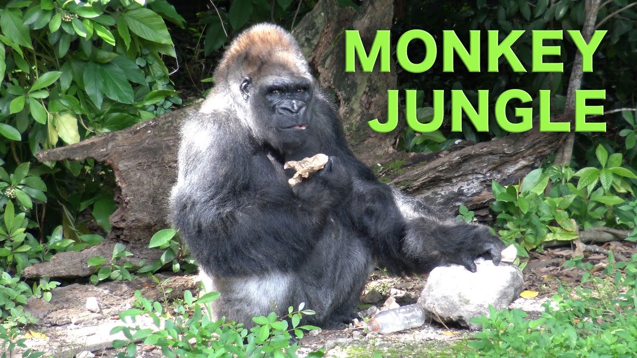 Miami Everglades RV Camping and the Monkey Jungle | Traveling Robert