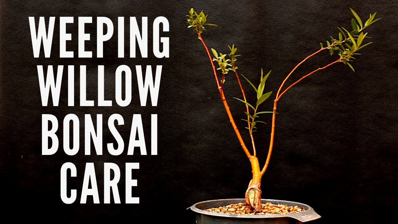 Weeping willow | Bonsai care [Salix]