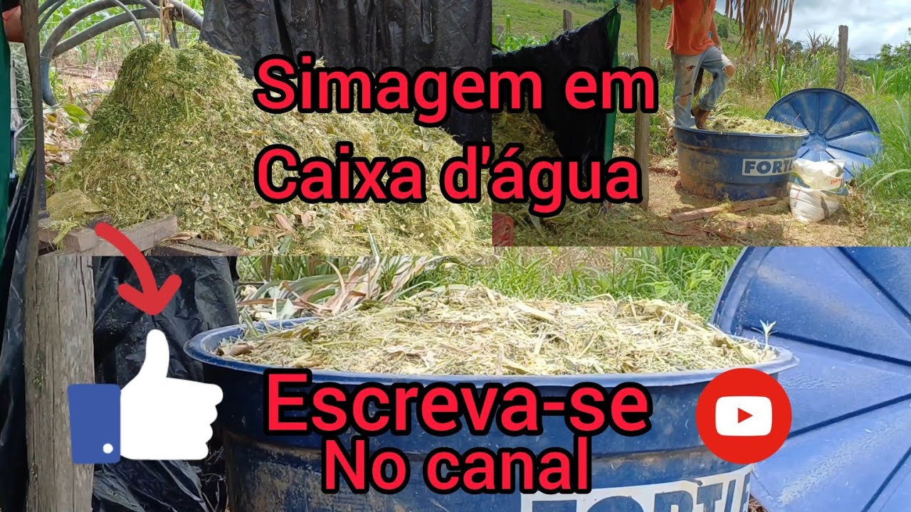 Silagem em caixa d'água, todo passo a passo#nossodiadia #roça #Silagem#milhoverde