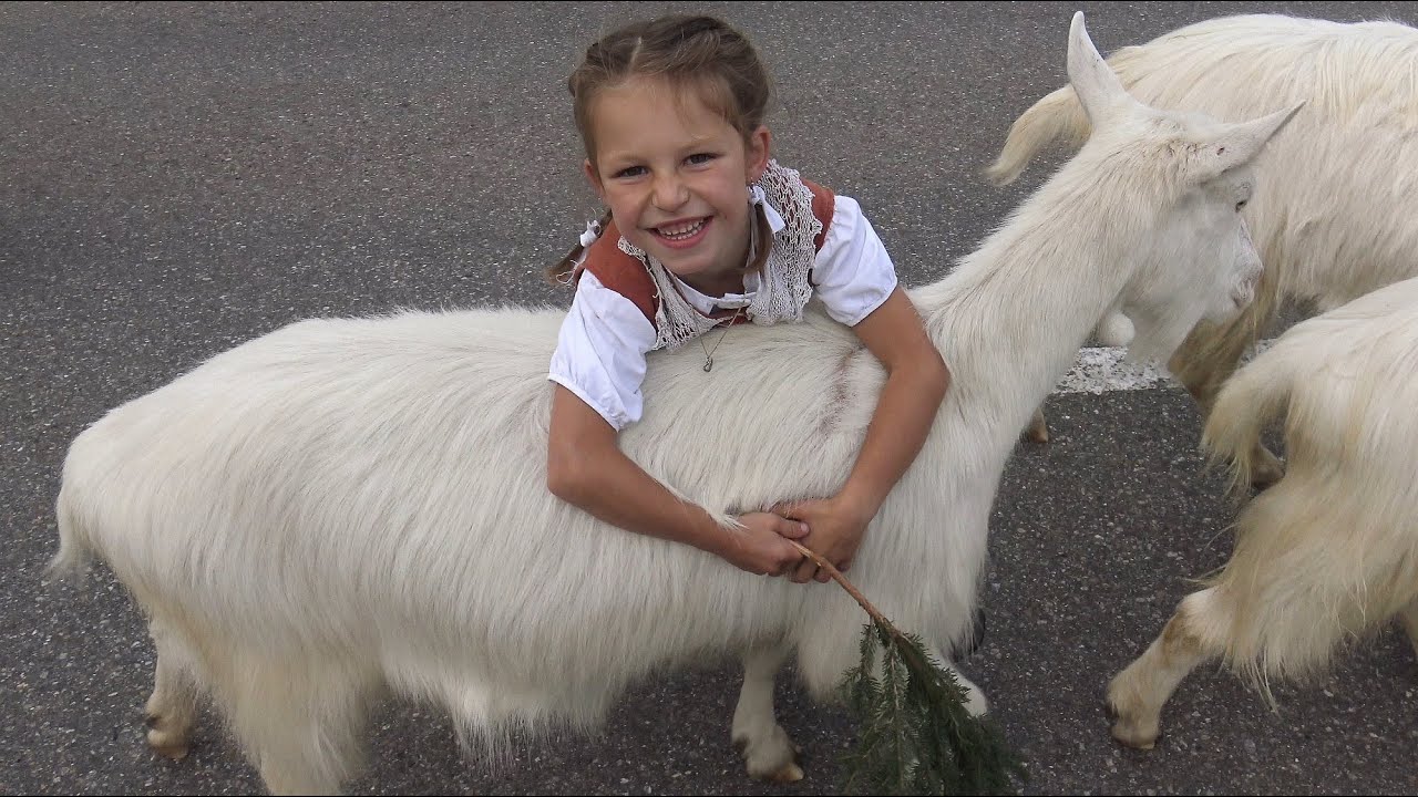 Alpabfahrt Kleine Schwägalp (Riglen)