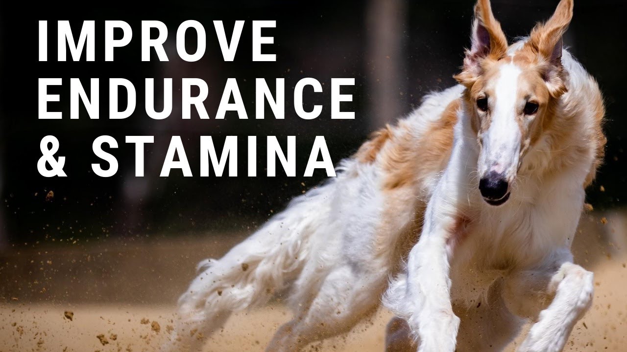 How To Build Your Dog's Endurance!