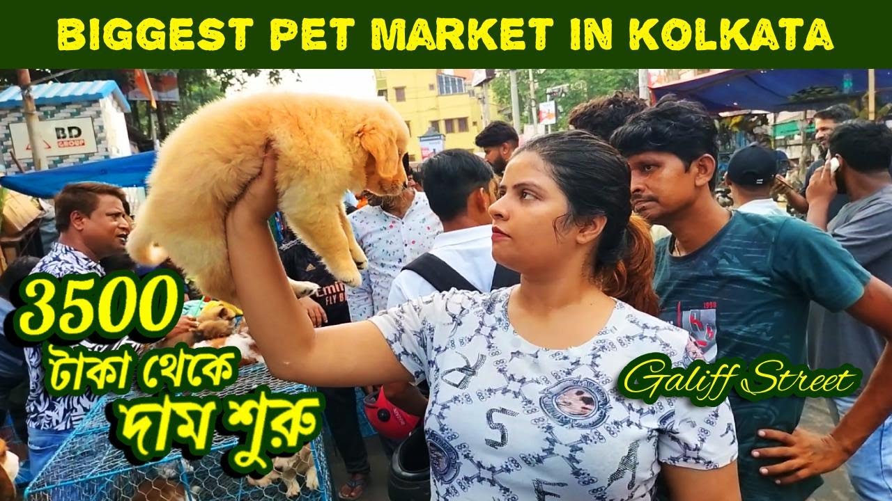 Galiff Street Pet Market Kolkata | dog market in kolkata | biggest pet market in kolkata | dogs