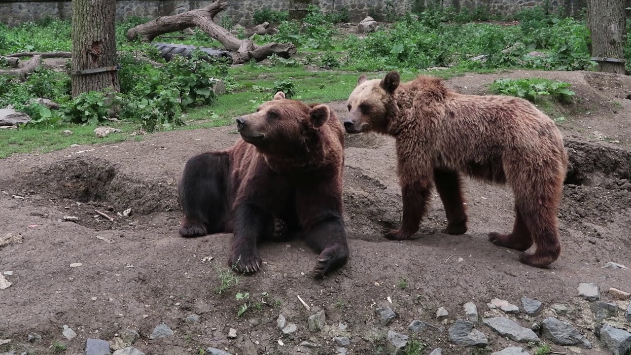 Gradina Zoologica Timisoara iulie 2018