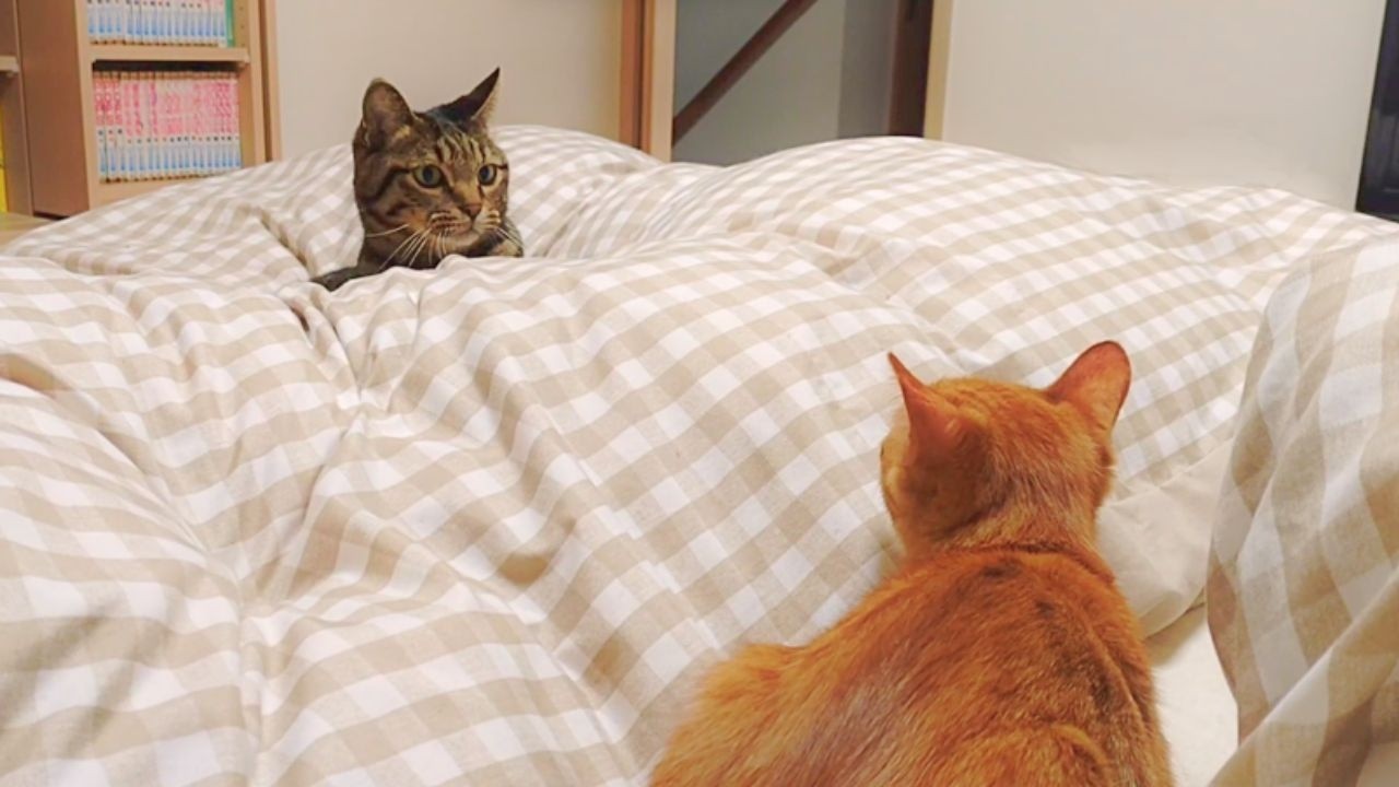 【睡眠妨害】寝る時間になると邪魔しに来る猫、わざわざここでやるの？【なぜなのか】