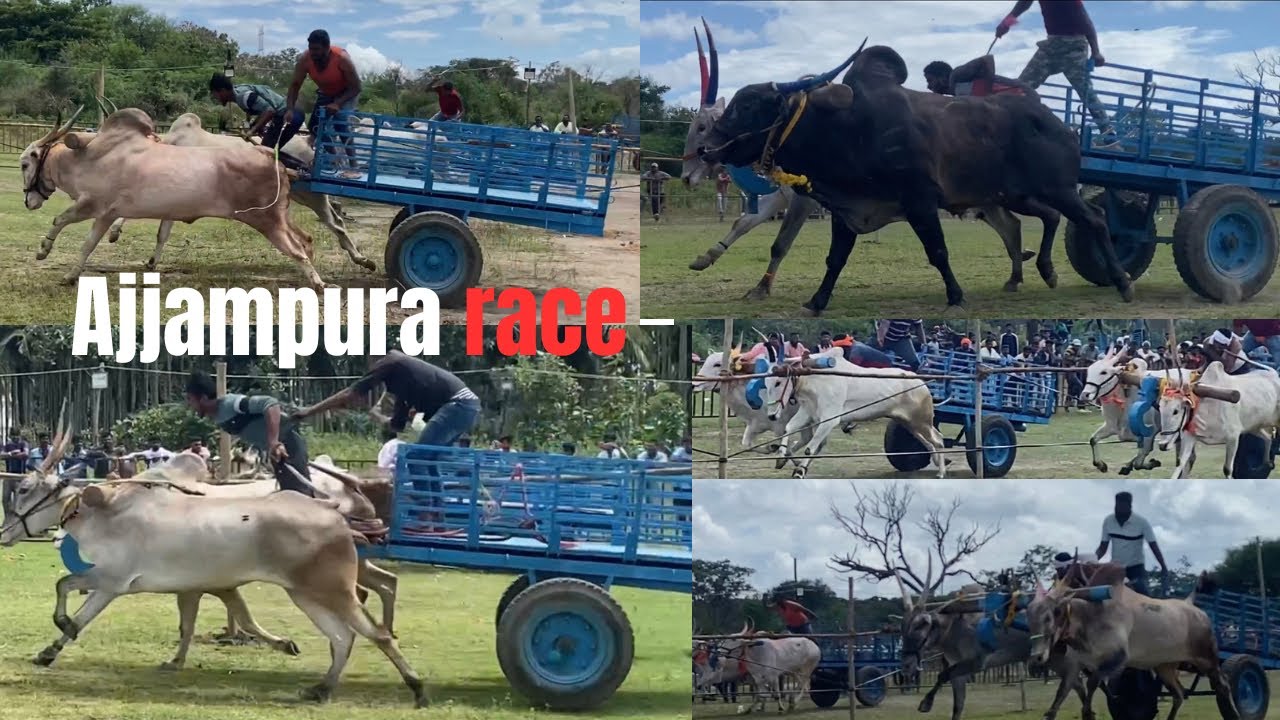 Ajjampura race video 