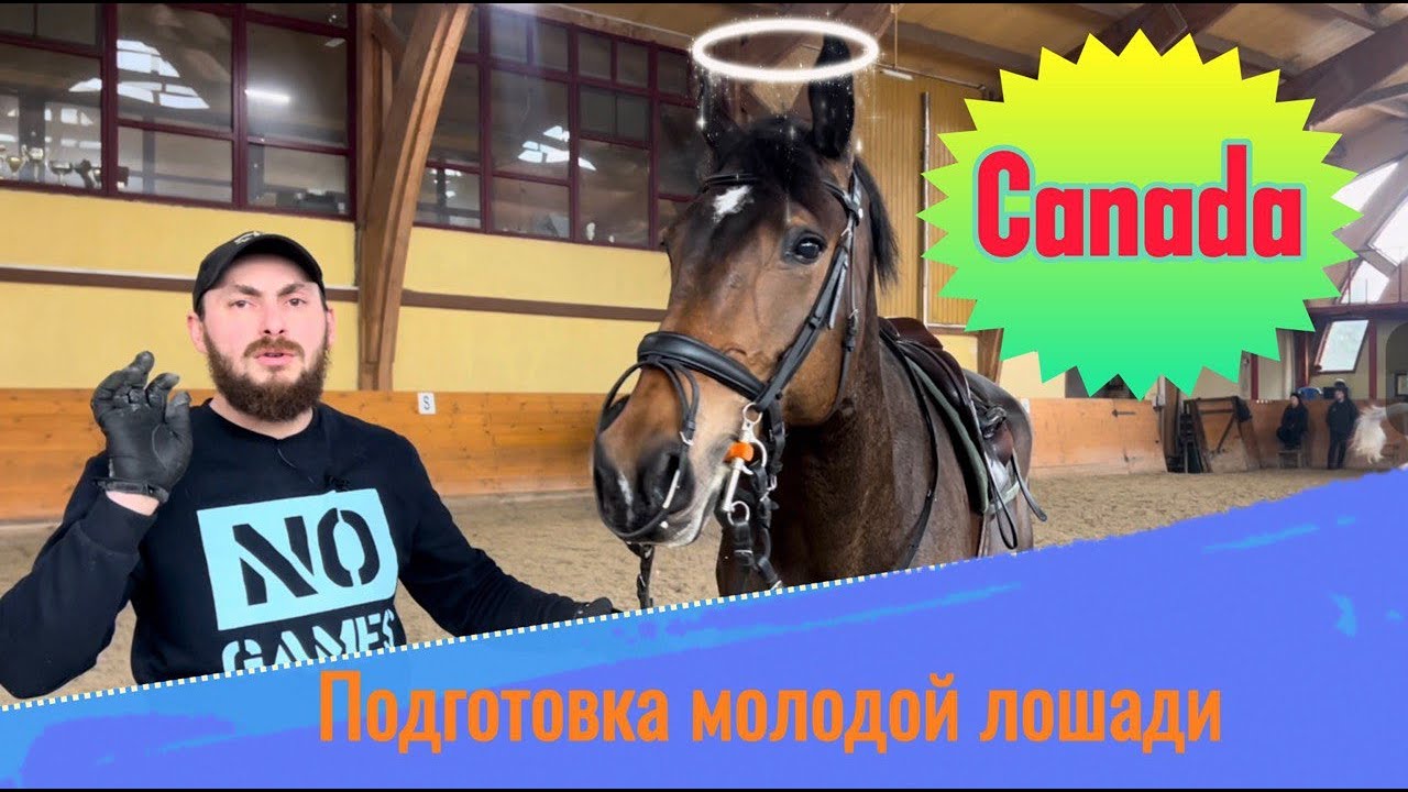 Подготовка молодой лошади. Тренировка с Канадой