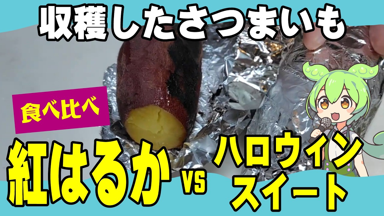 【食べ比べ】ハロウィンスイート vs 紅はるか｜甘さはどっちが上？
