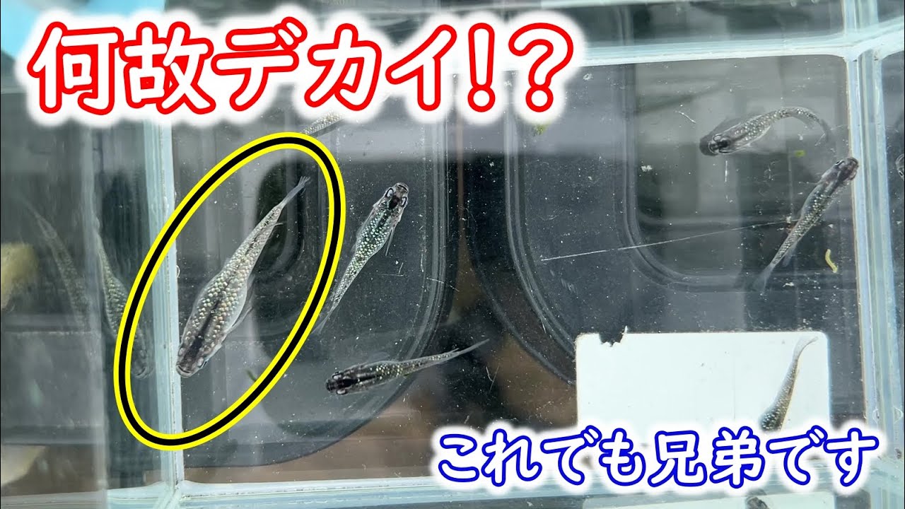 【めだか】メダカを圧倒的に大きくする方法！　Ｂ型おやじ