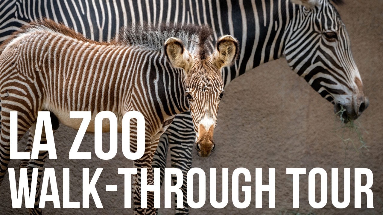 Los Angeles Zoo Walk-Through with Kids | Family Fun at the LA Zoo