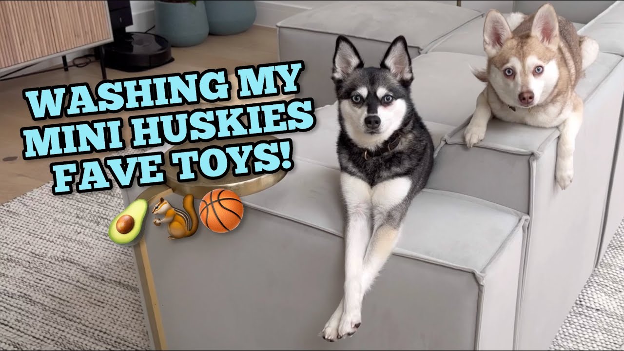 Talking Mini Huskies Have Meltdown When Toys Get Washed