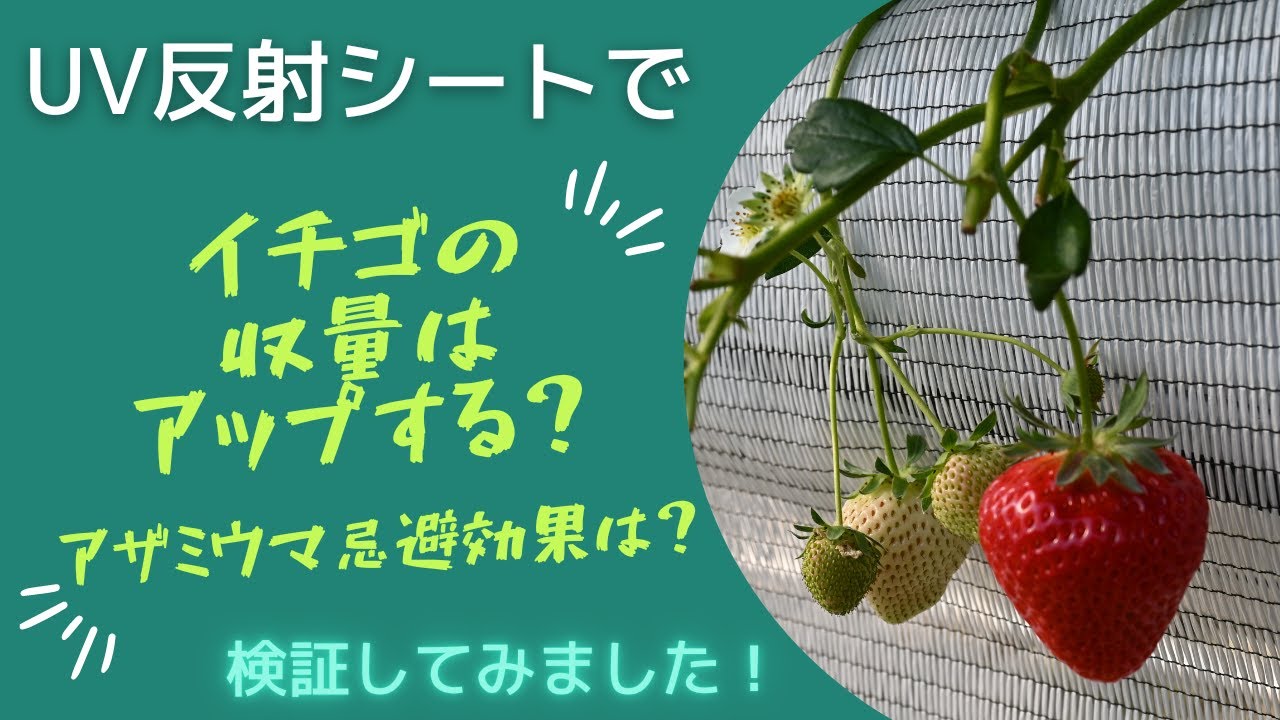 実際どうなの？農業資材！収量UPも害虫忌避も叶える『バロンスクリーンホワイト涼風』イチゴ農家様での実証試験を55秒でまとめました！【ゴーゴー!!動画】