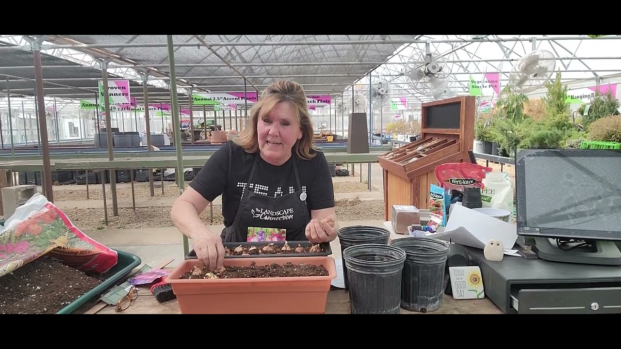 Let's get some gladiolus and cannas started.