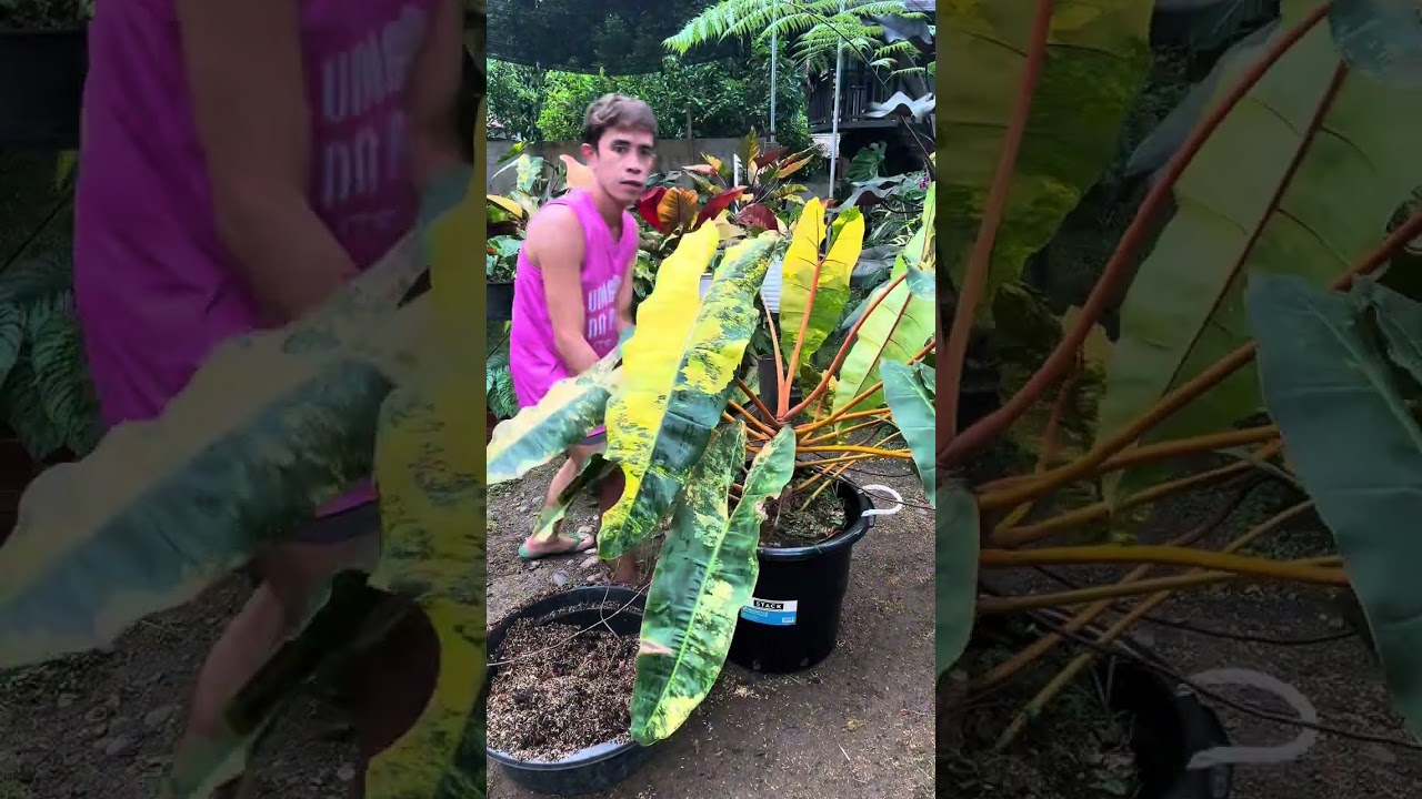 Repotting My Giant Philodendron variegated Billietiae 