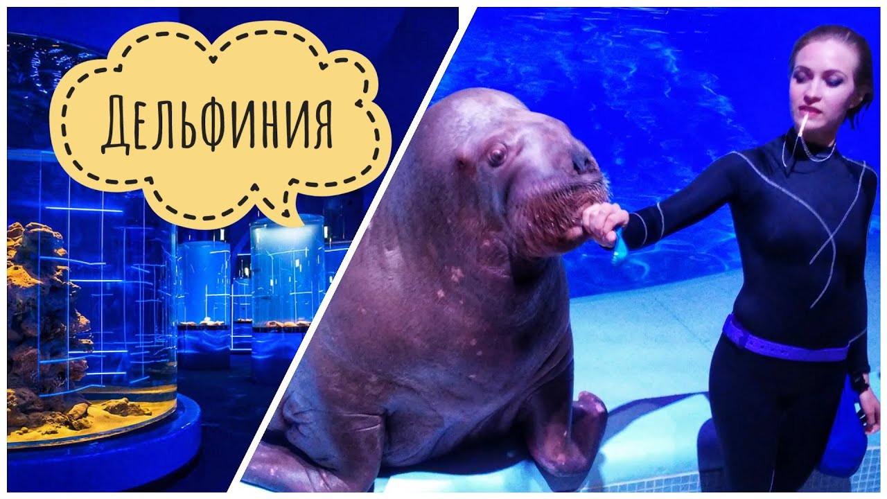 🇷🇺 ДЕЛЬФИНИЯ 🐬 Новосибирский дельфинарий.