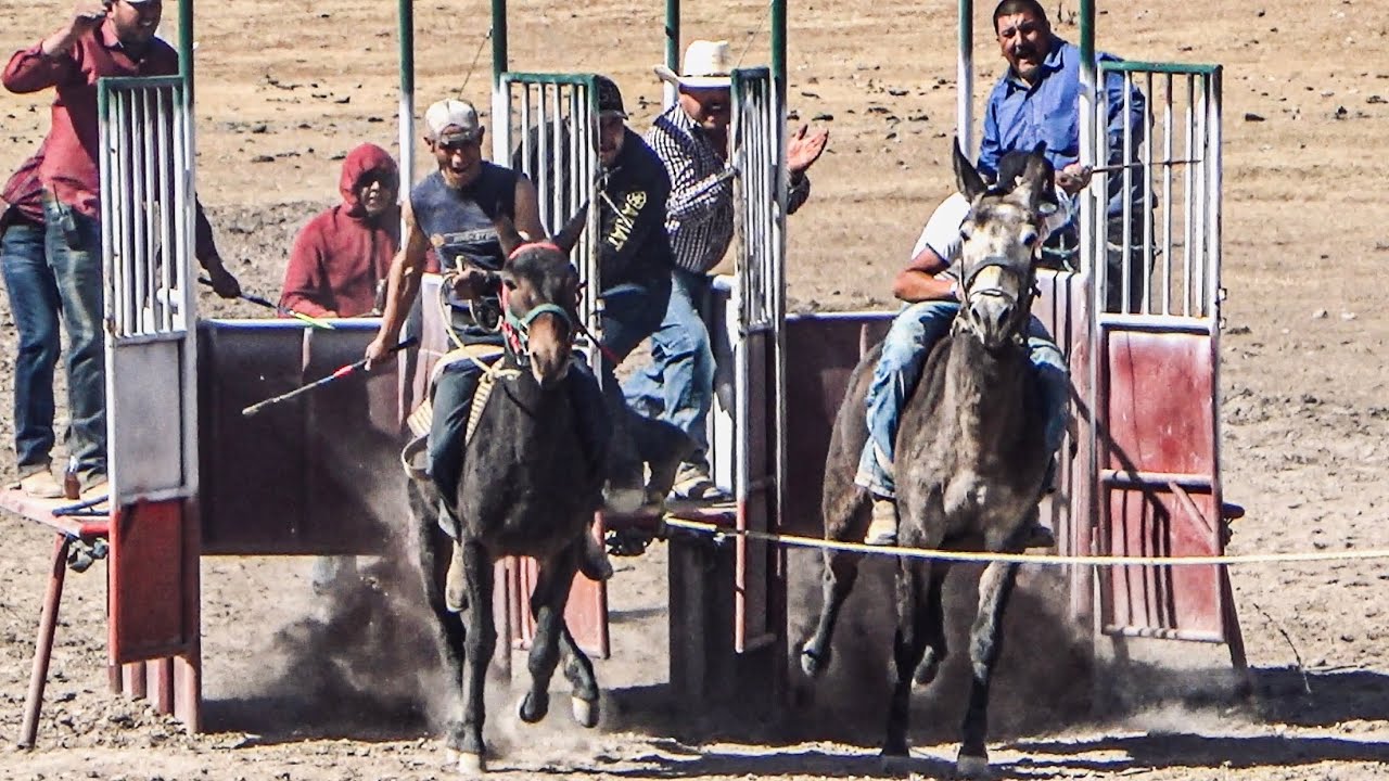 Carrera De Burros En La Región De La Sierra De Durango