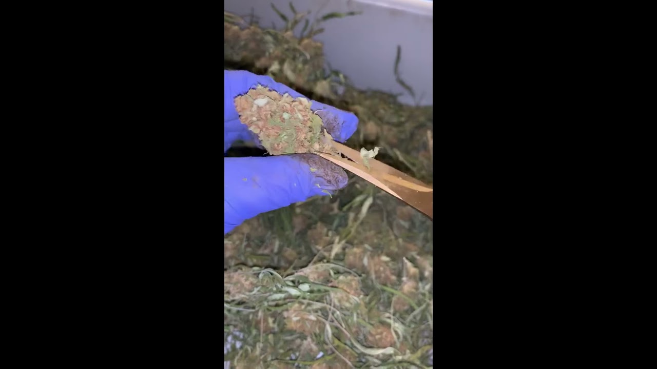 ASMR Trimming Hemp Bud