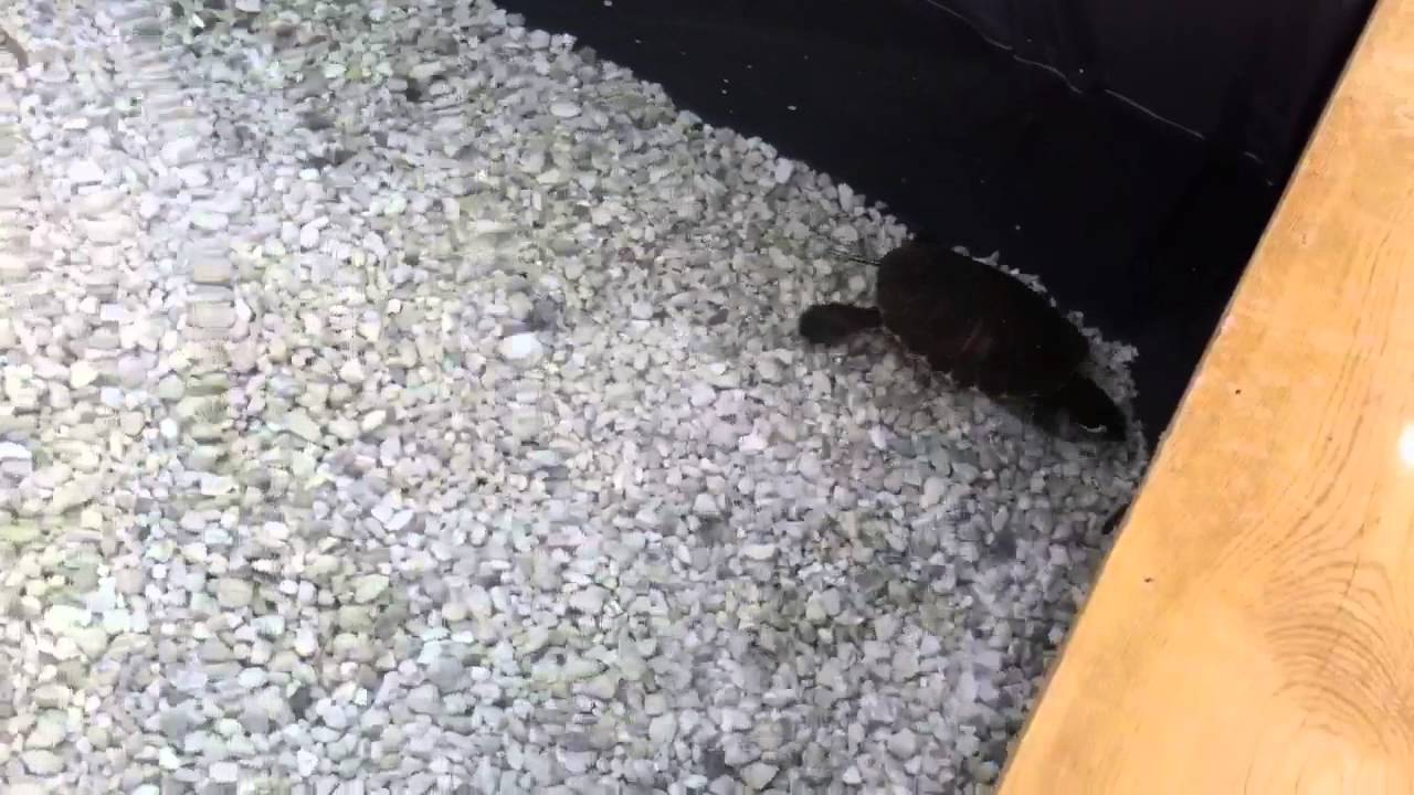 Geelbuikschildpad jaagt