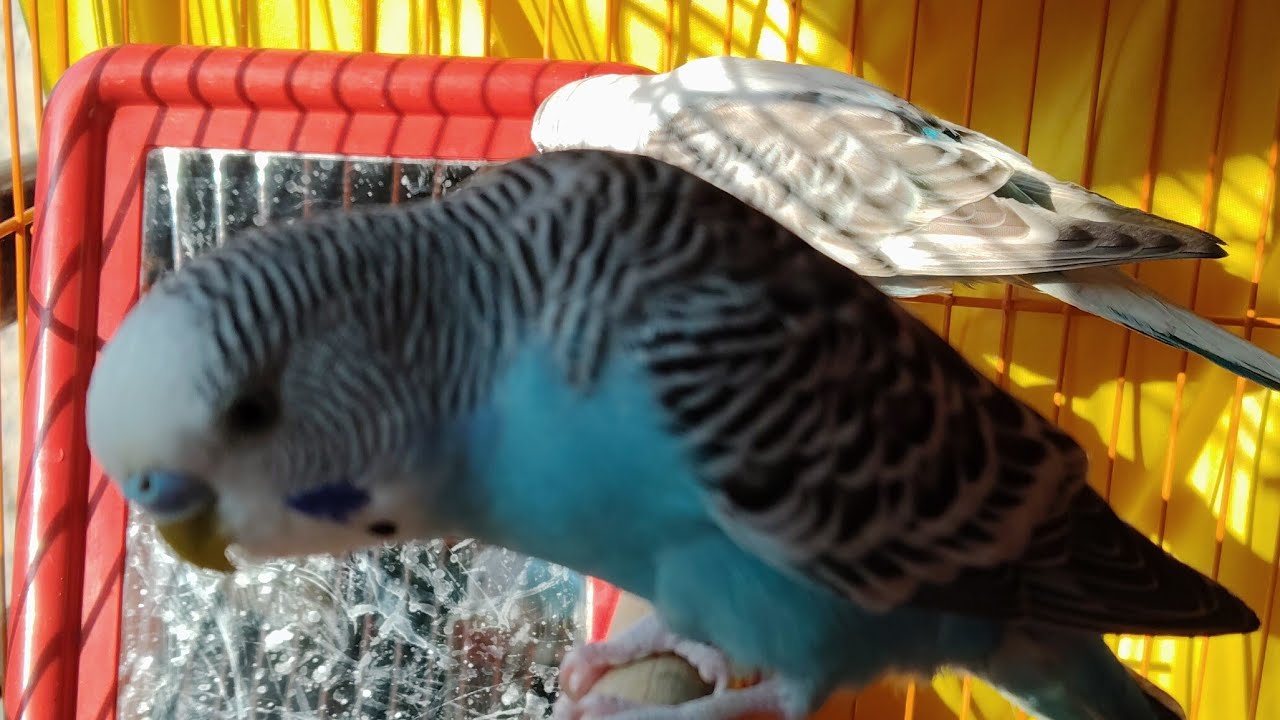 BIRD #budgie #live #moments #viral🐥🐦🦜