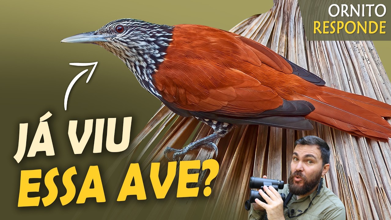 Um PÁSSARO que só vive em UMA ÁRVORE? Um Pássaro Cavaleiro? Ornitólogo Responde #81
