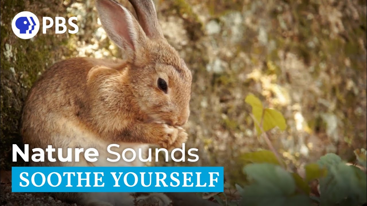 Nature Sounds | Soothe Yourself