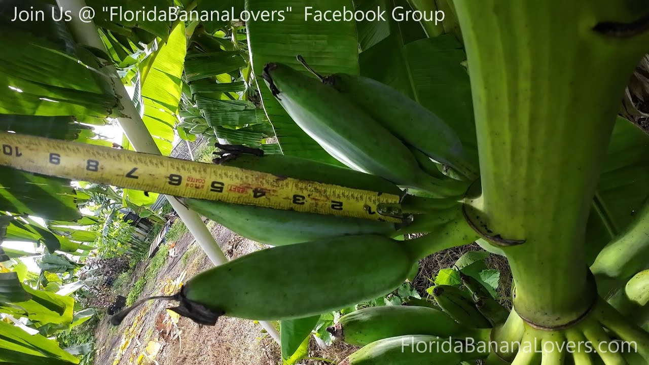How big do Dwarf Banana Plants Get, Size, Width, and Fruit Size