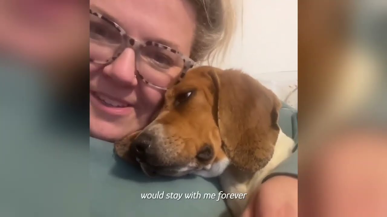 This Beagle Survived Two Bullet Wounds - Now She’s Learning to Trust Again