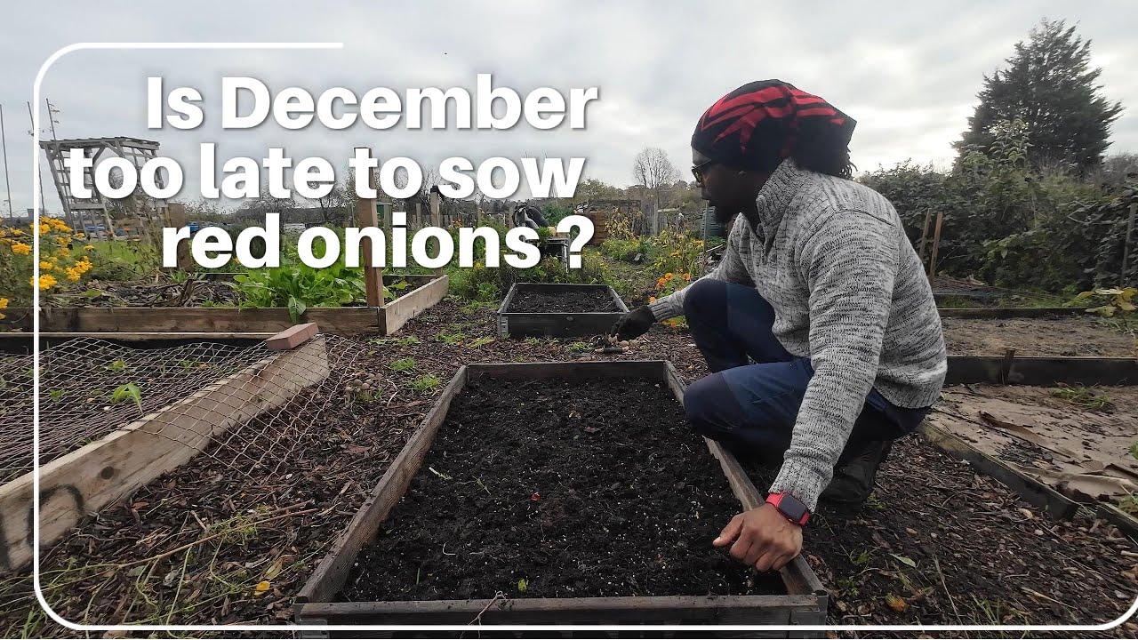Sowing Red Onions in December