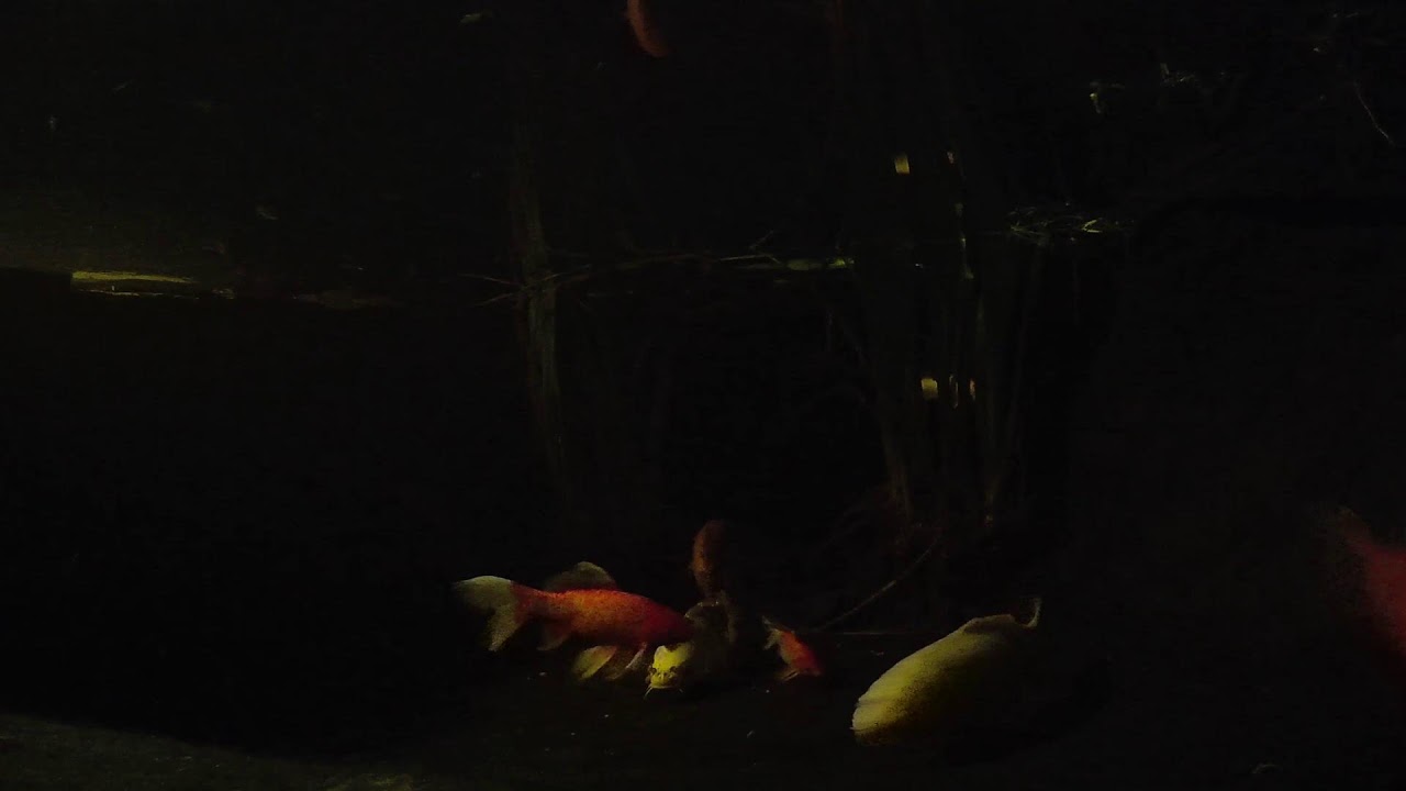 Relaxing Koi & Turtle Pond 🐟 Live Underwater Cam