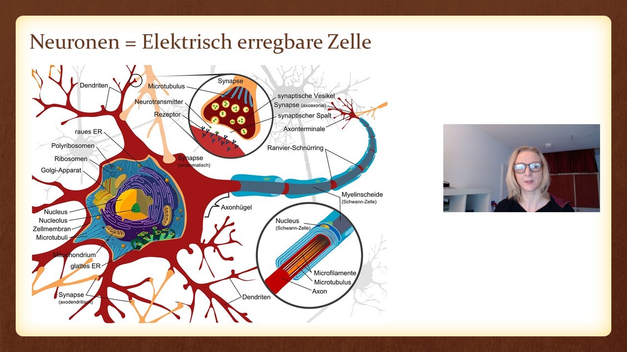 Biopsychologie - Neuronen - Realschule, Abitur, Studium Psychologie IU, SRH