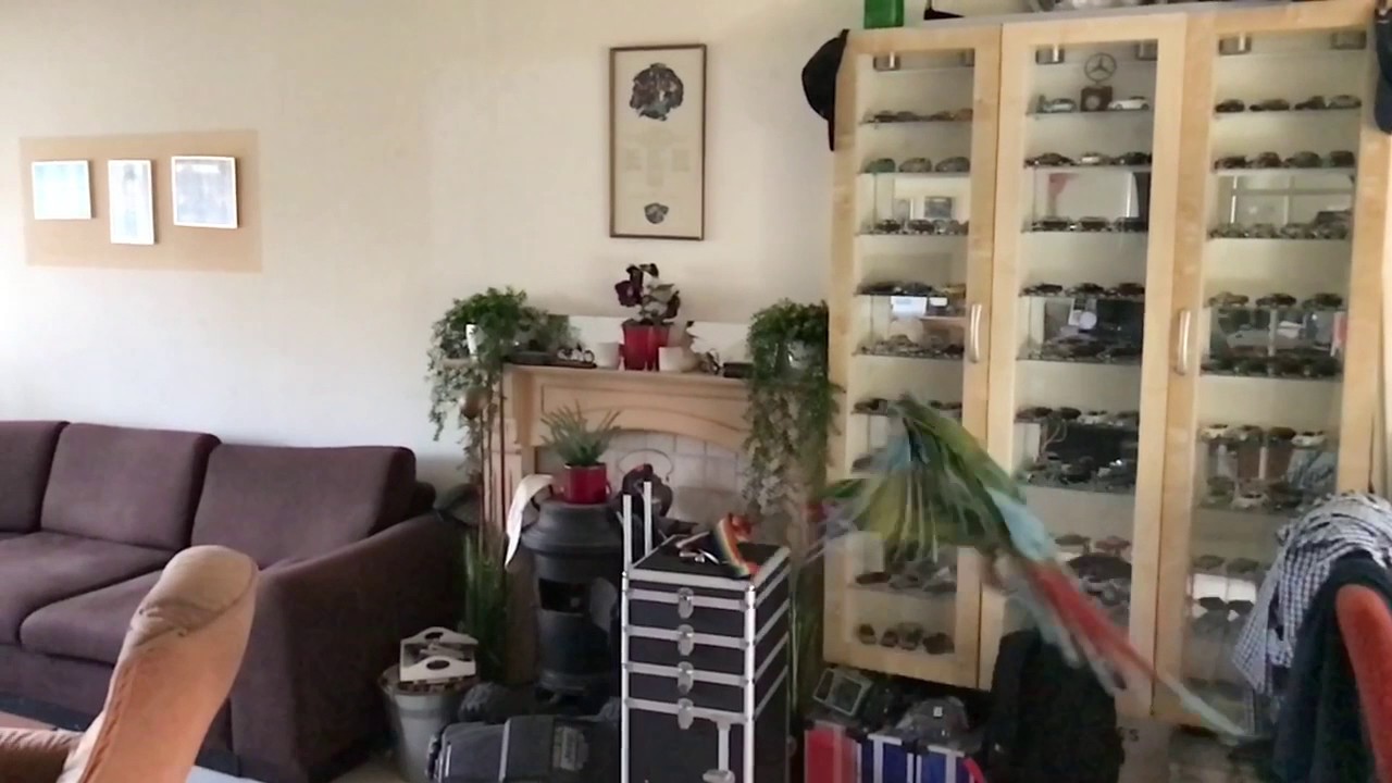 Ara Militaris flyingby in the livingroom, slowmotion