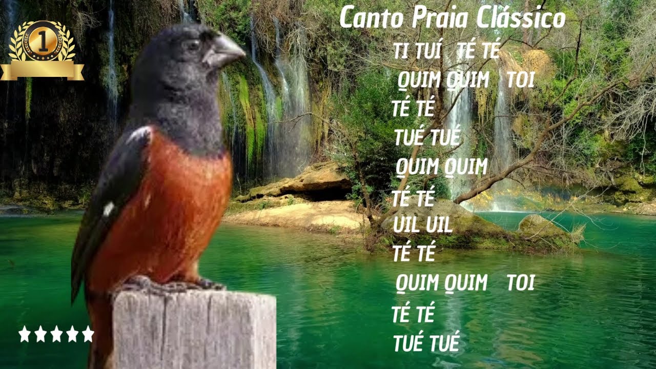 Notas canto praia clássico Ana Dias! #curiopraiaclassico #curio #curiorepetidor