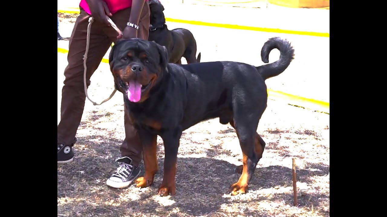 HUGE ROTTWEILERS COMPETE AT ALK SHOW
