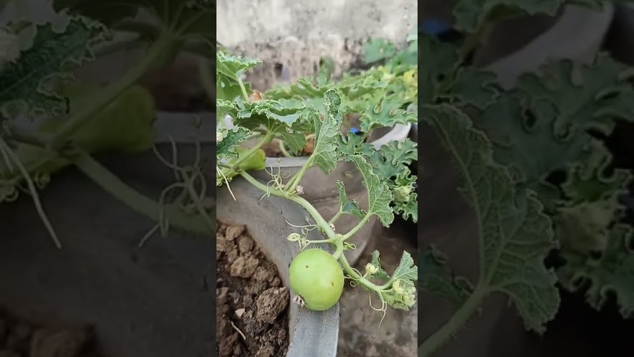 Fruiting on Tinda Plant @ our organic kitchen garden. Subscribe to know the  plantation process.
