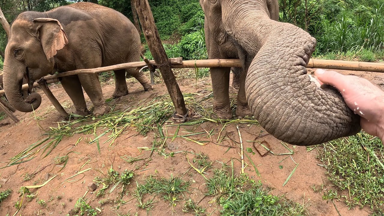 Elephant sanctuary experience in Thailand! Feeding and washing Asian elephants #babyelephant