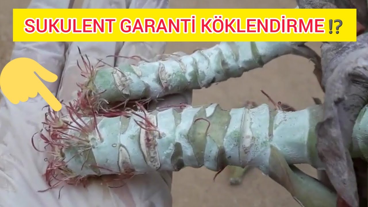 SUKULENT KÖKLENDİRME ÇÜRÜME RİSKİ OLMADAN kalanchoe luciae thyrsiflora